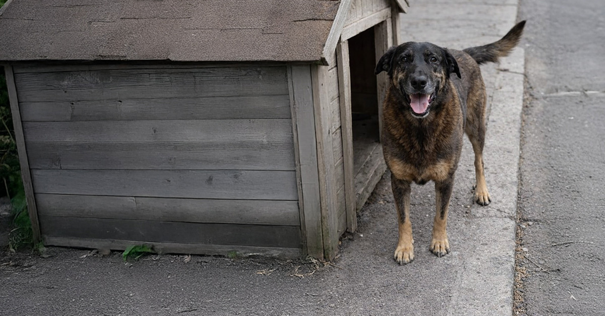 O cão Orelha e a crise moral da sociedade