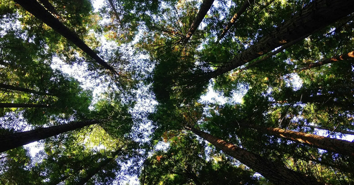 COP30 e a educação superior na agenda climática global